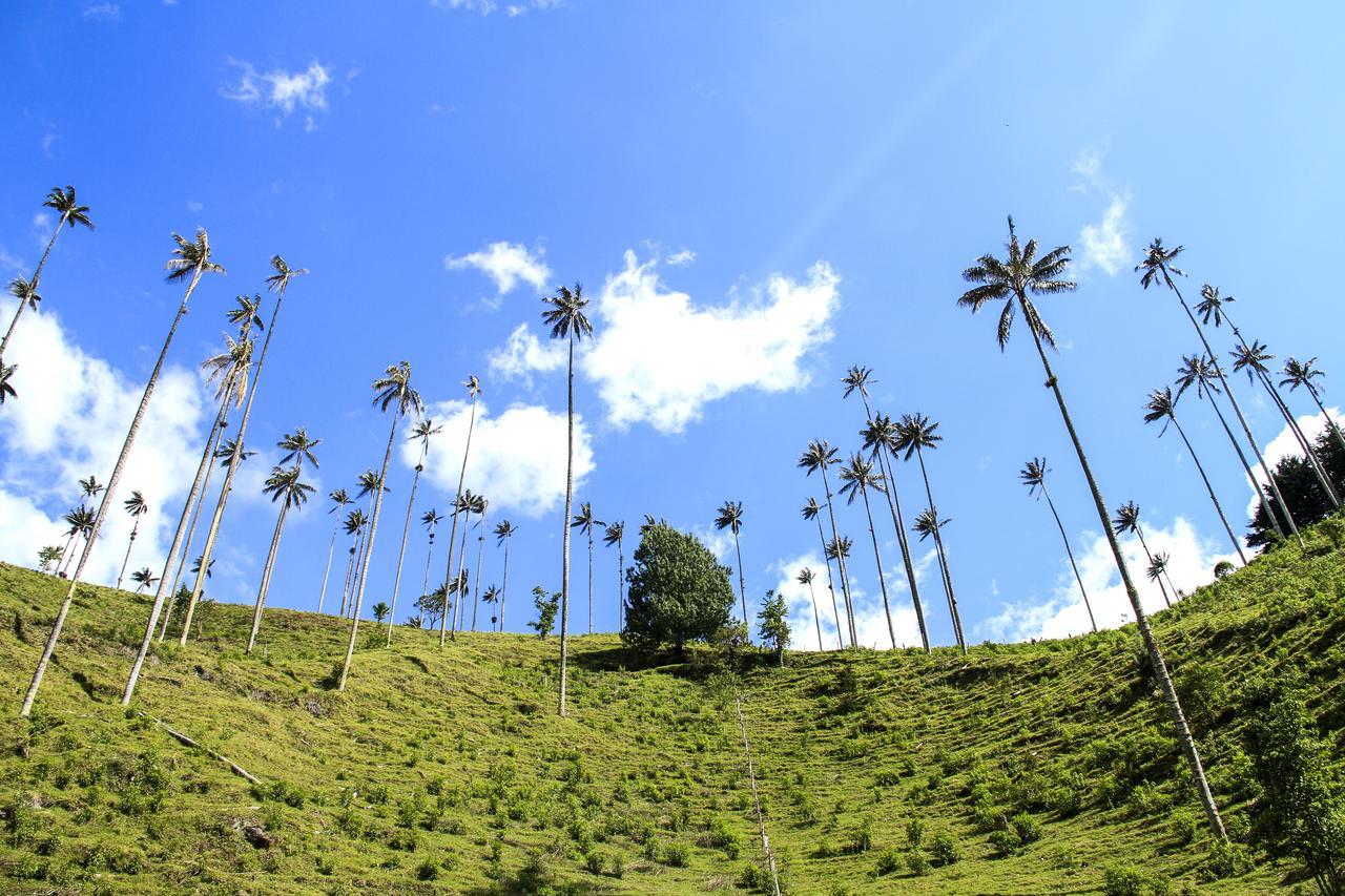Palmas De Cocora Guest House Salento Eksteriør bilde